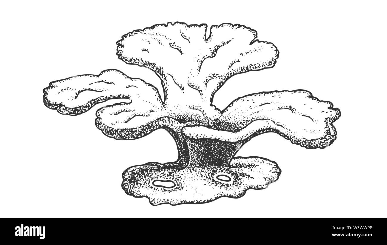 Oceanic Reef le alghe le alghe coralline vettore Vintage Illustrazione Vettoriale