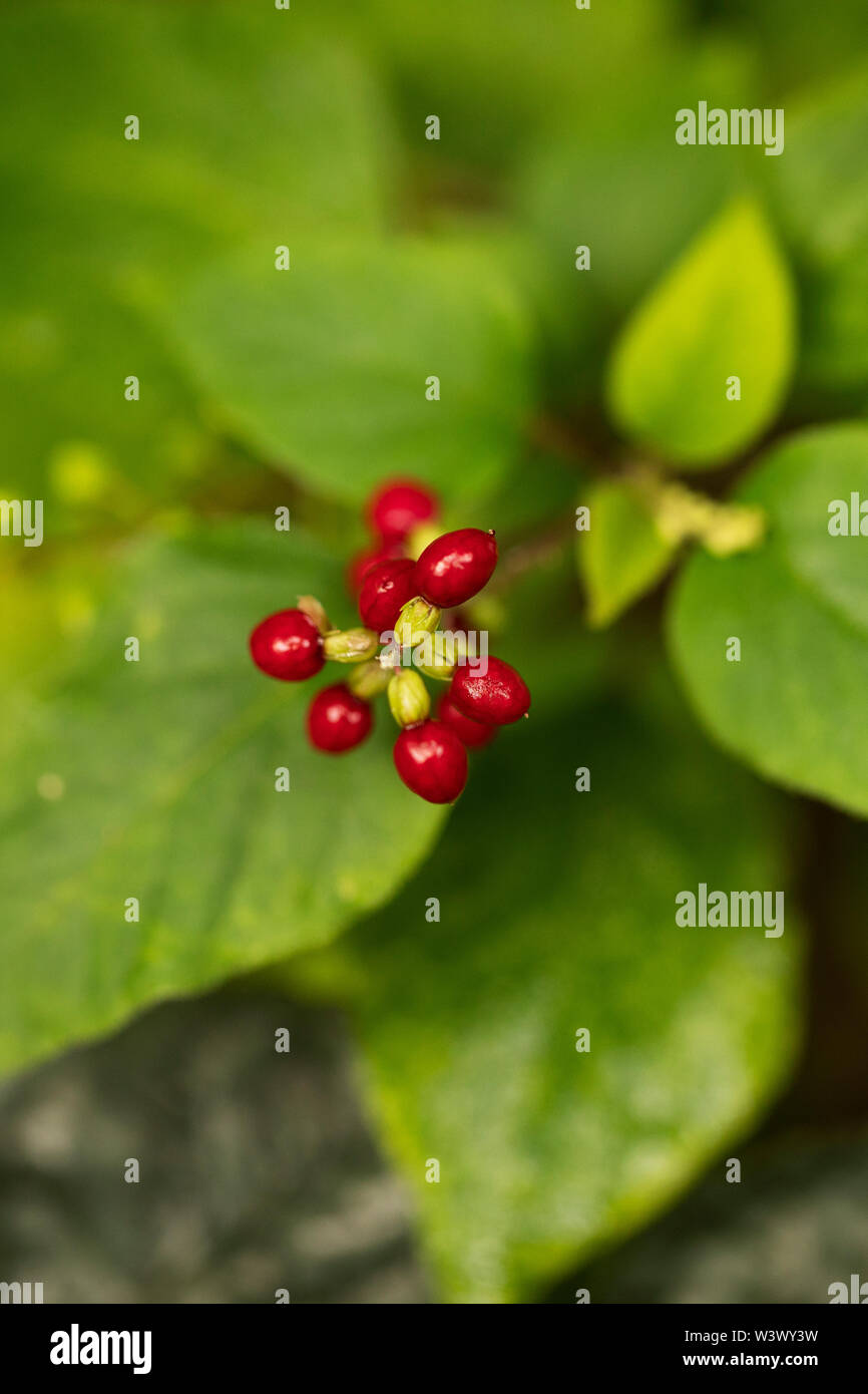 Bacche al volo nido d'ape (Lonicera xylosteum), noto anche come nana nido d'ape o mosca woodbine, un arbusto deciduo nativo della Gran Bretagna. Foto Stock