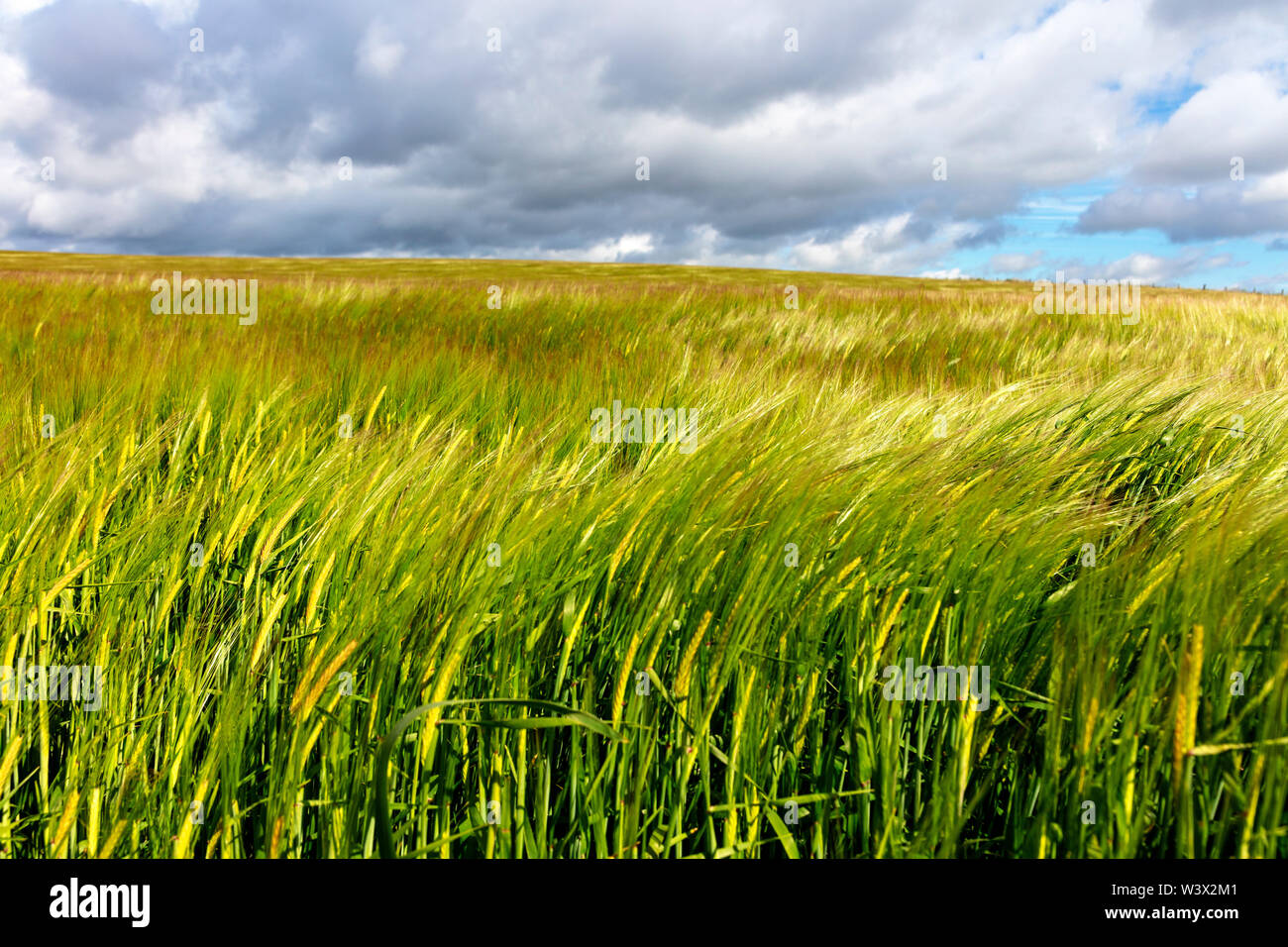 Campo di mais nel vento vicino a Stonehaven, Aberdeenshire, Scozia, Gran Bretagna Foto Stock