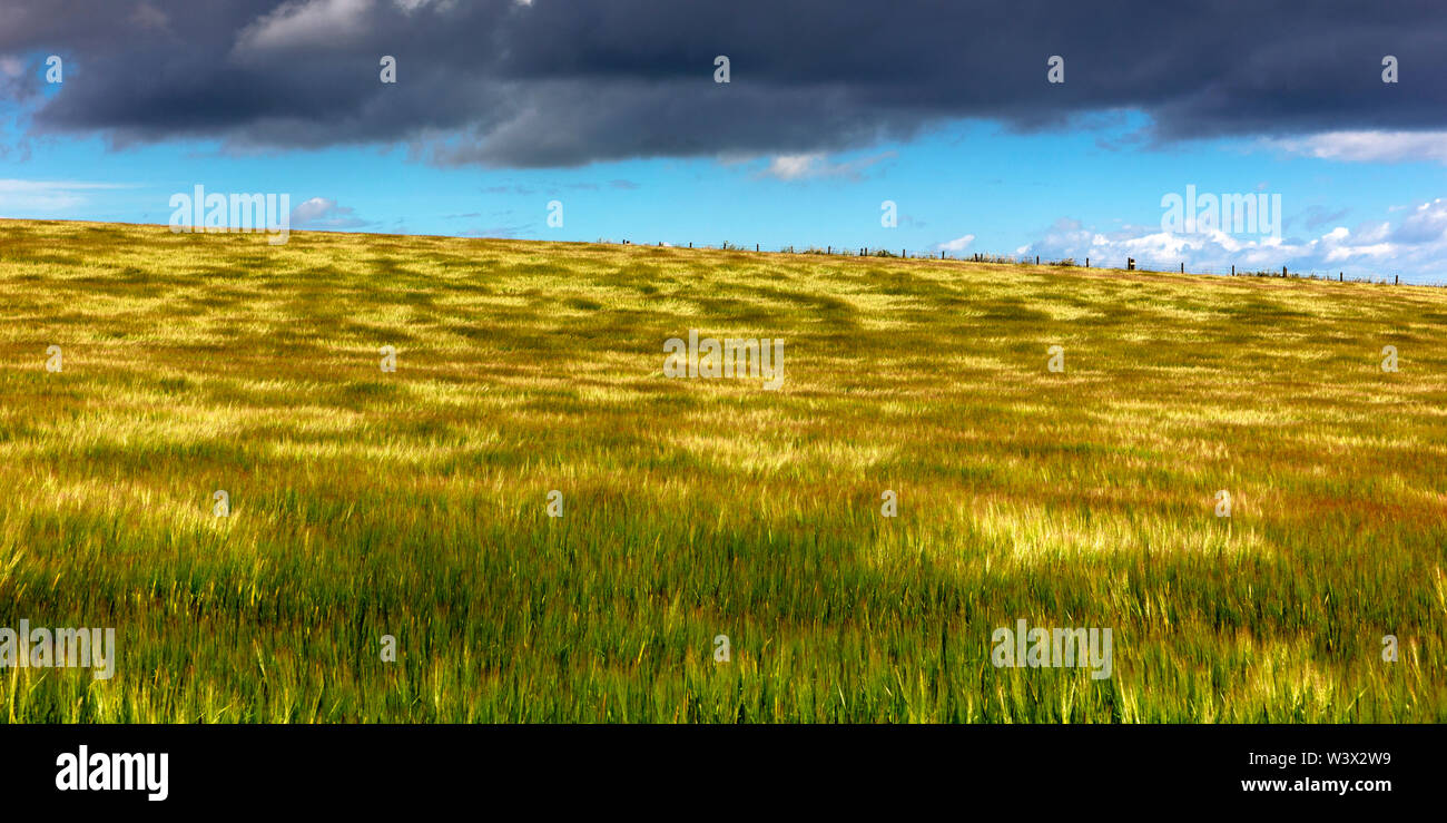 Campo di mais nel vento vicino a Stonehaven, Aberdeenshire, Scozia, Gran Bretagna Foto Stock