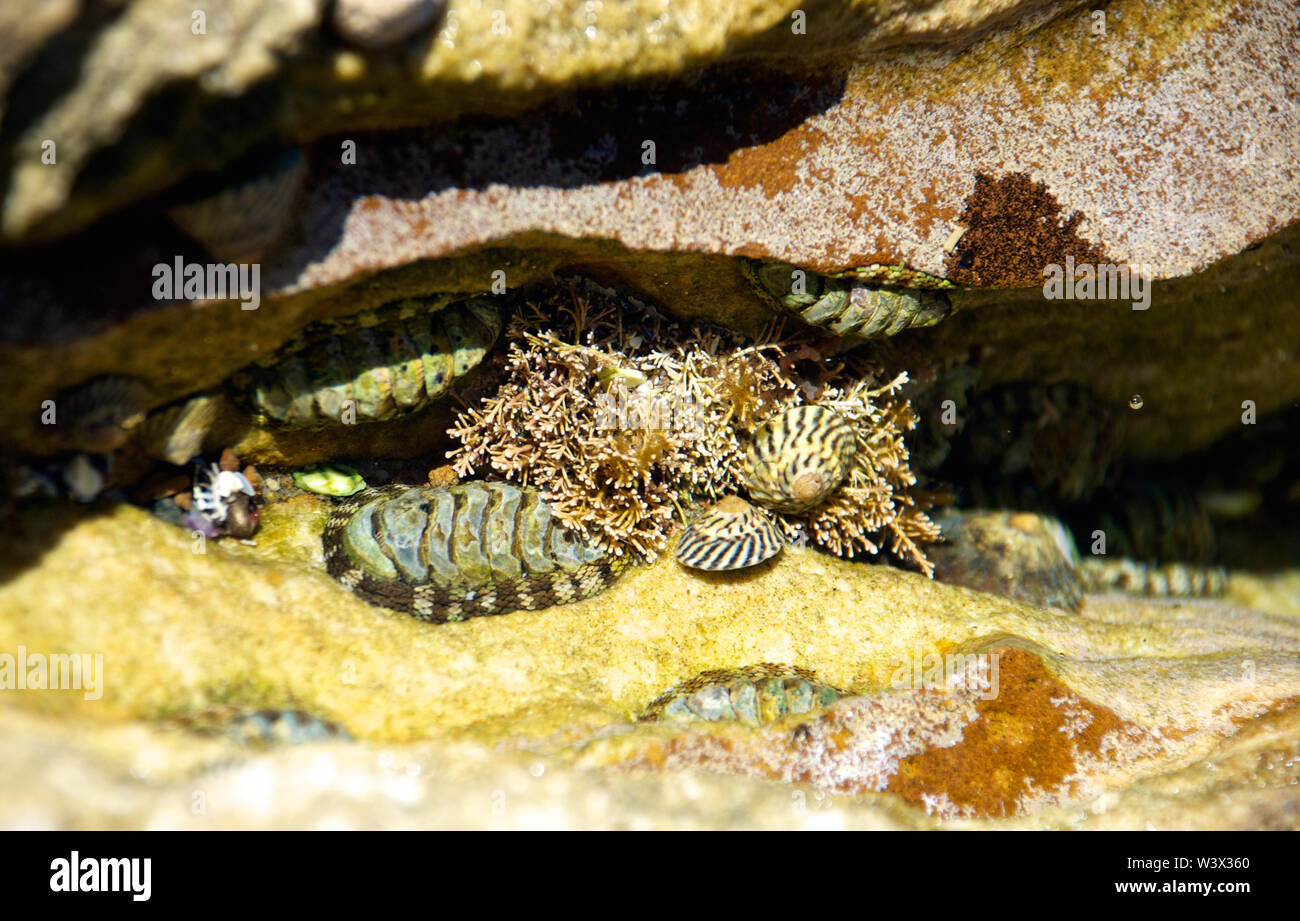 Rock Pool rampicate nelle acque splendenti di Maria Island National Park Foto Stock