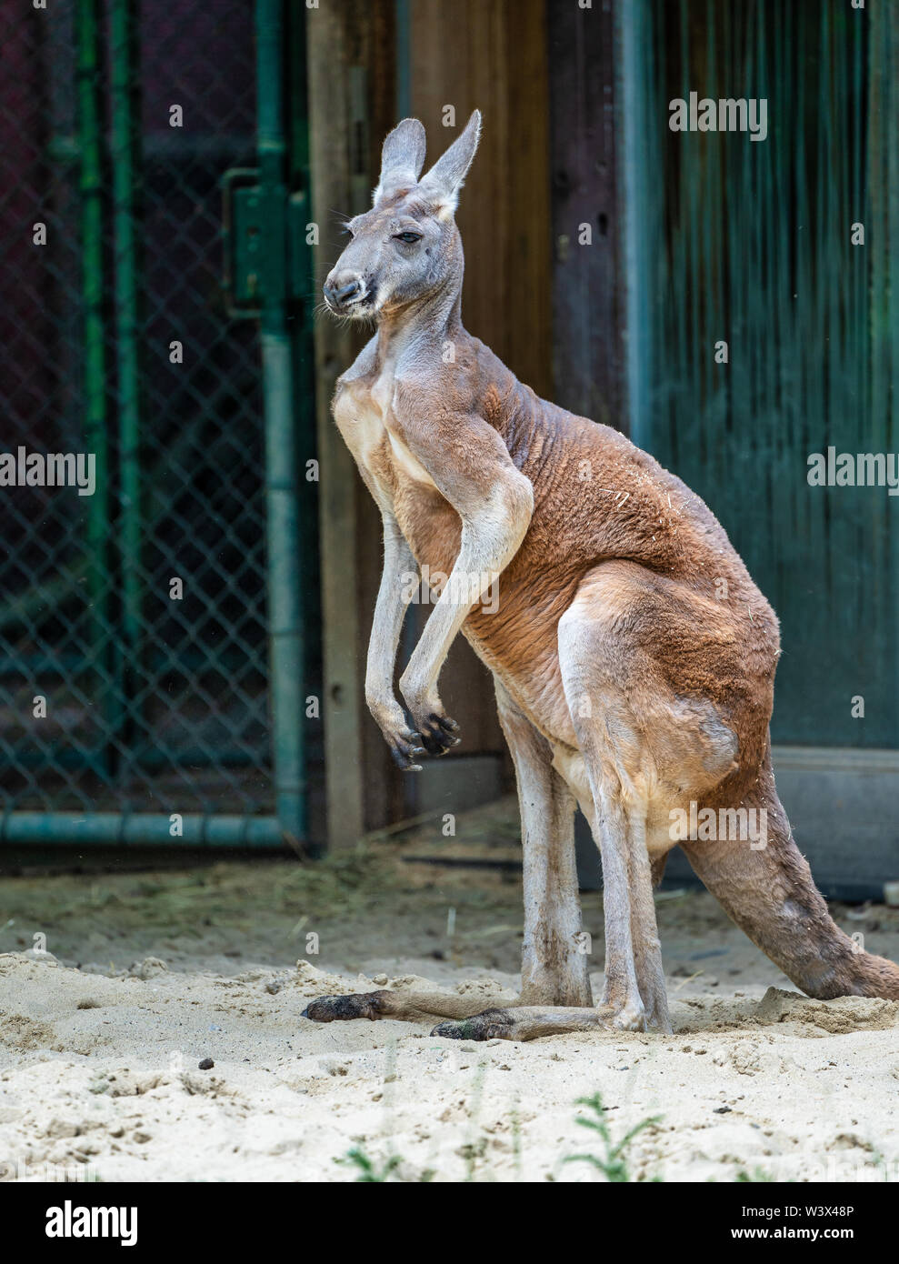 Canguro rosso, Macropus rufus in un giardino zoologico tedesco Foto Stock