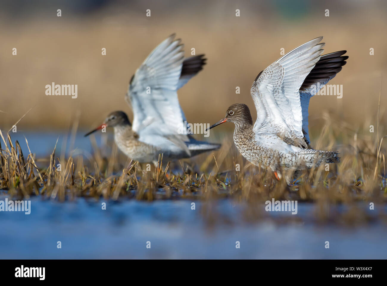 Maschio e femmina redshanks comune con sincronizzazione sollevato le ali a piedi attraverso la molla dello stagno di acqua con erba e piante Foto Stock
