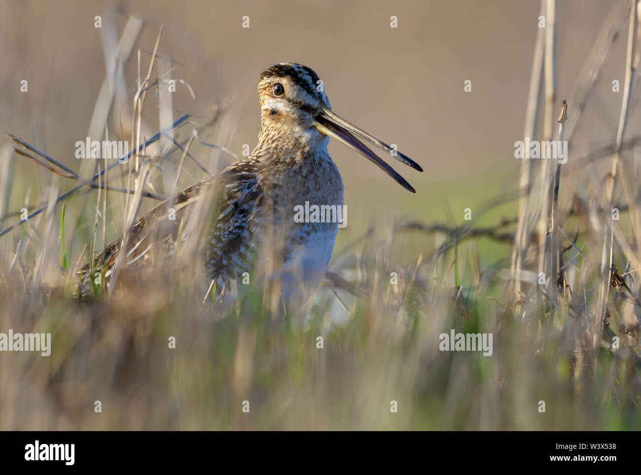 Beccaccino canta con becco aperto in erba sul terreno in primavera vicino photo shot Foto Stock