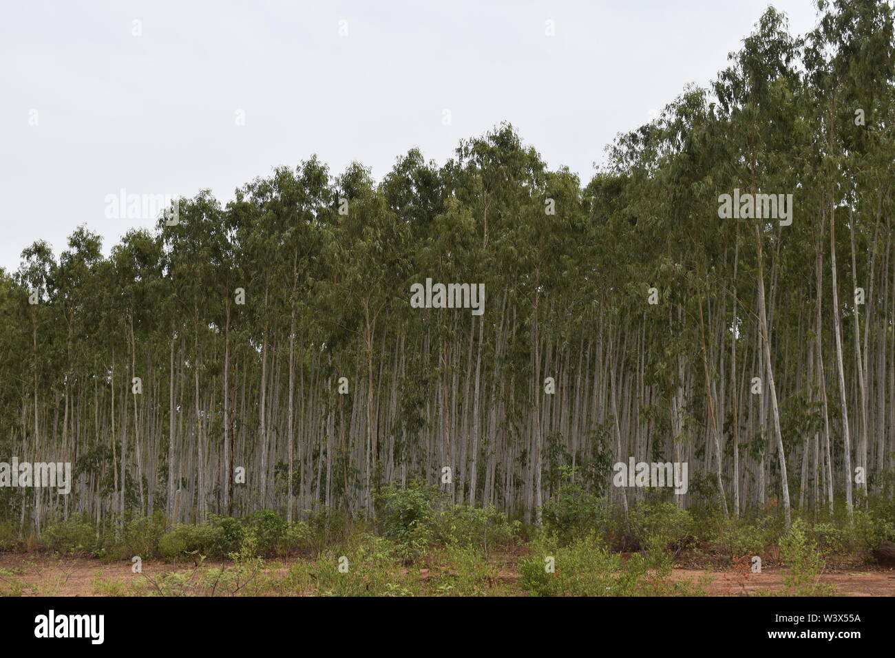 Alberi di eucalipto FARM Foto Stock