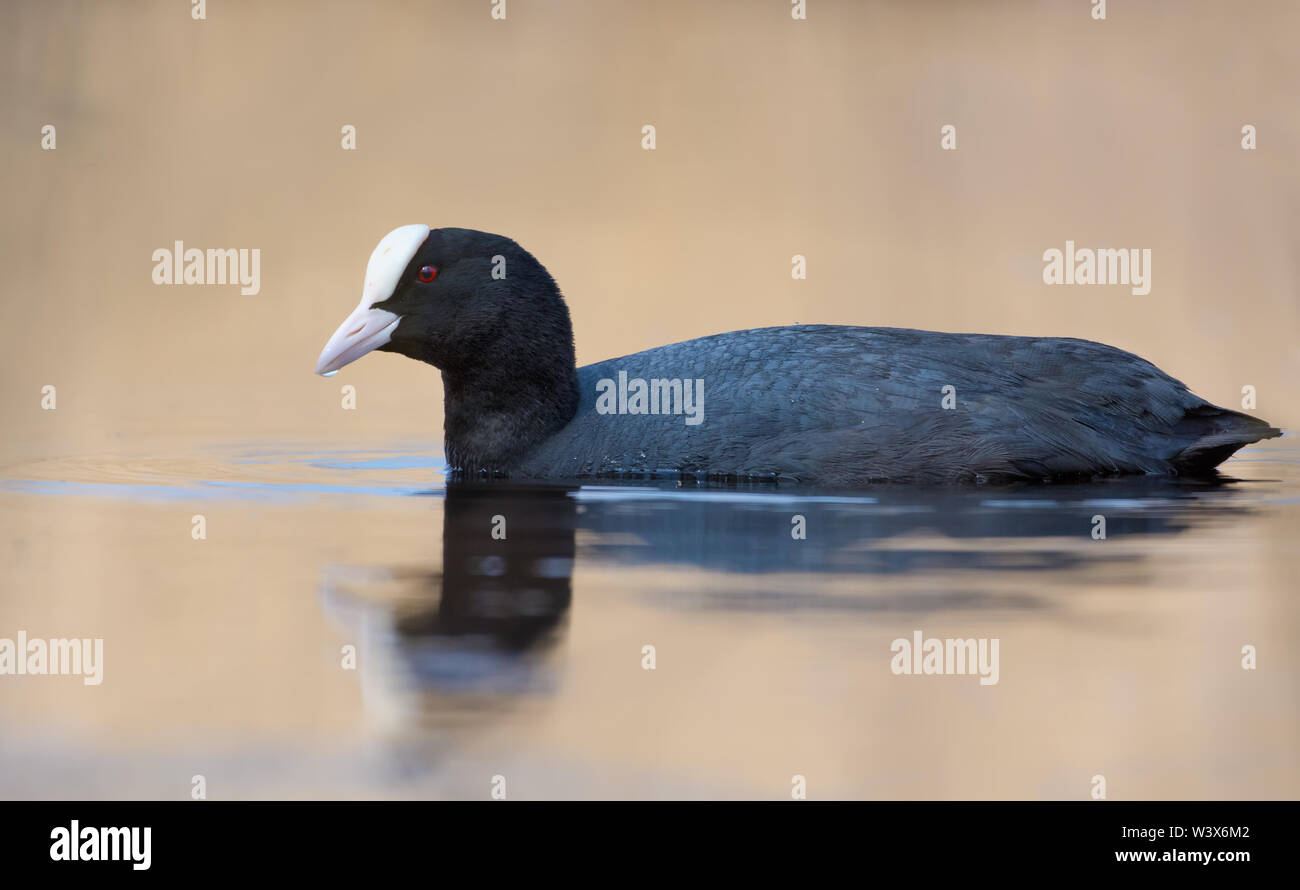 Eurasian Coot nuota pacificamente in golden color acqua del lago a molla Foto Stock