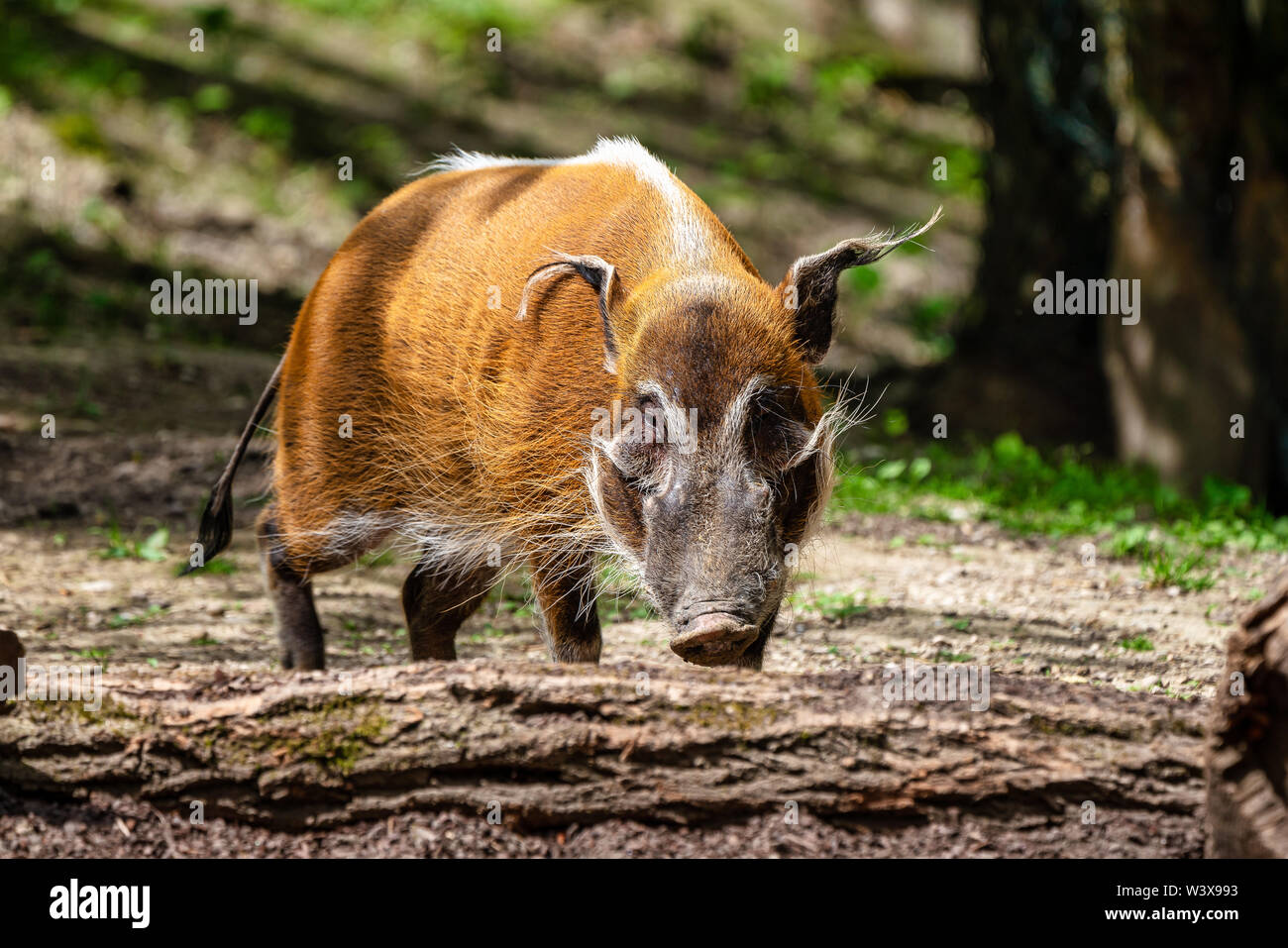 Red River hog, Potamochoerus porcus, noto anche come il maiale bush. Foto Stock