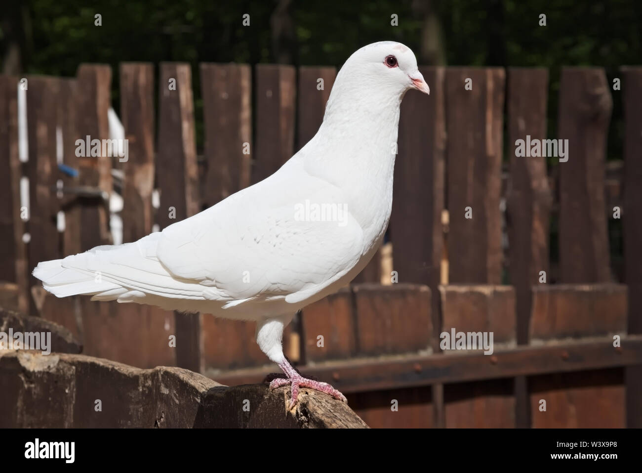 Il simbolo della pace Foto Stock