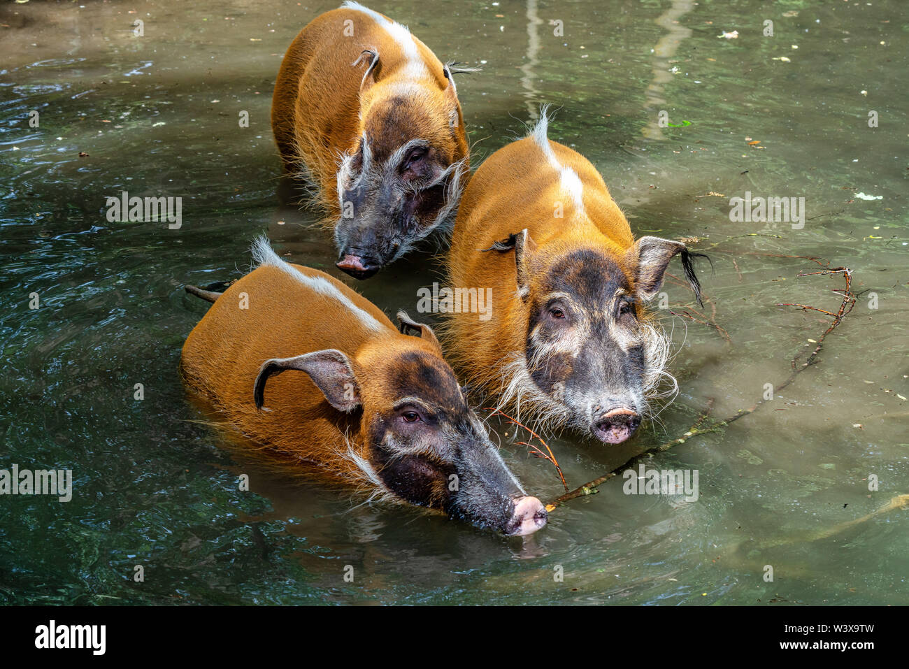 Red River hog, Potamochoerus porcus, noto anche come il maiale bush. Foto Stock