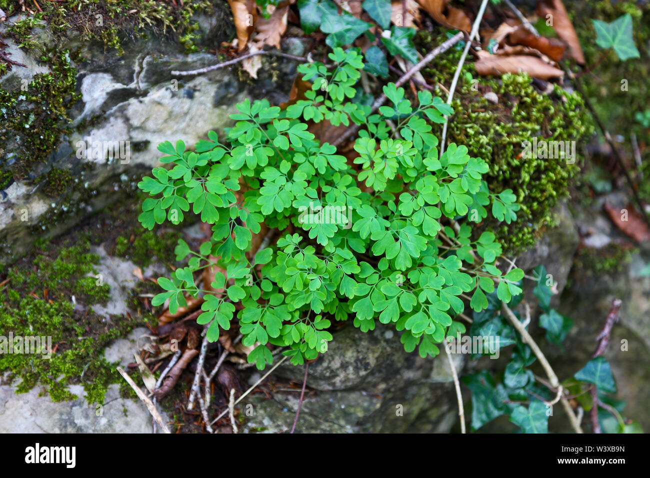 Un giallo (Corydalis lutea Pseudofumaria) impianto crescente nelle rocce calcaree, Derbyshire, England, Regno Unito Foto Stock