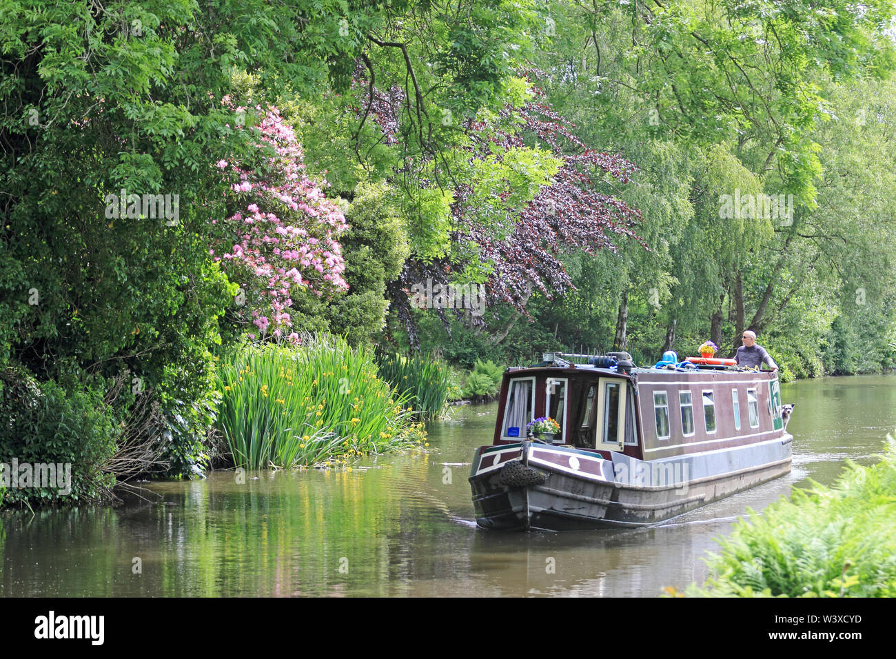 Tradizionale barca stretta che viaggia lungo Rochdale Canal, Mytholmroyd. Foto Stock