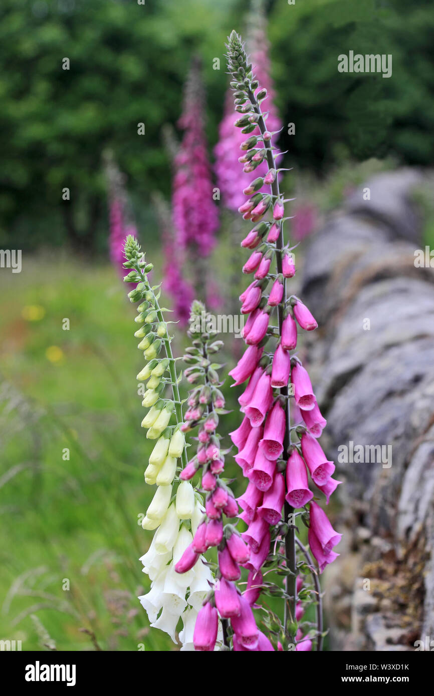 Wild Foxgloves, Digitalis purpurea, crescendo sotto riparo secca di muro di pietra Foto Stock