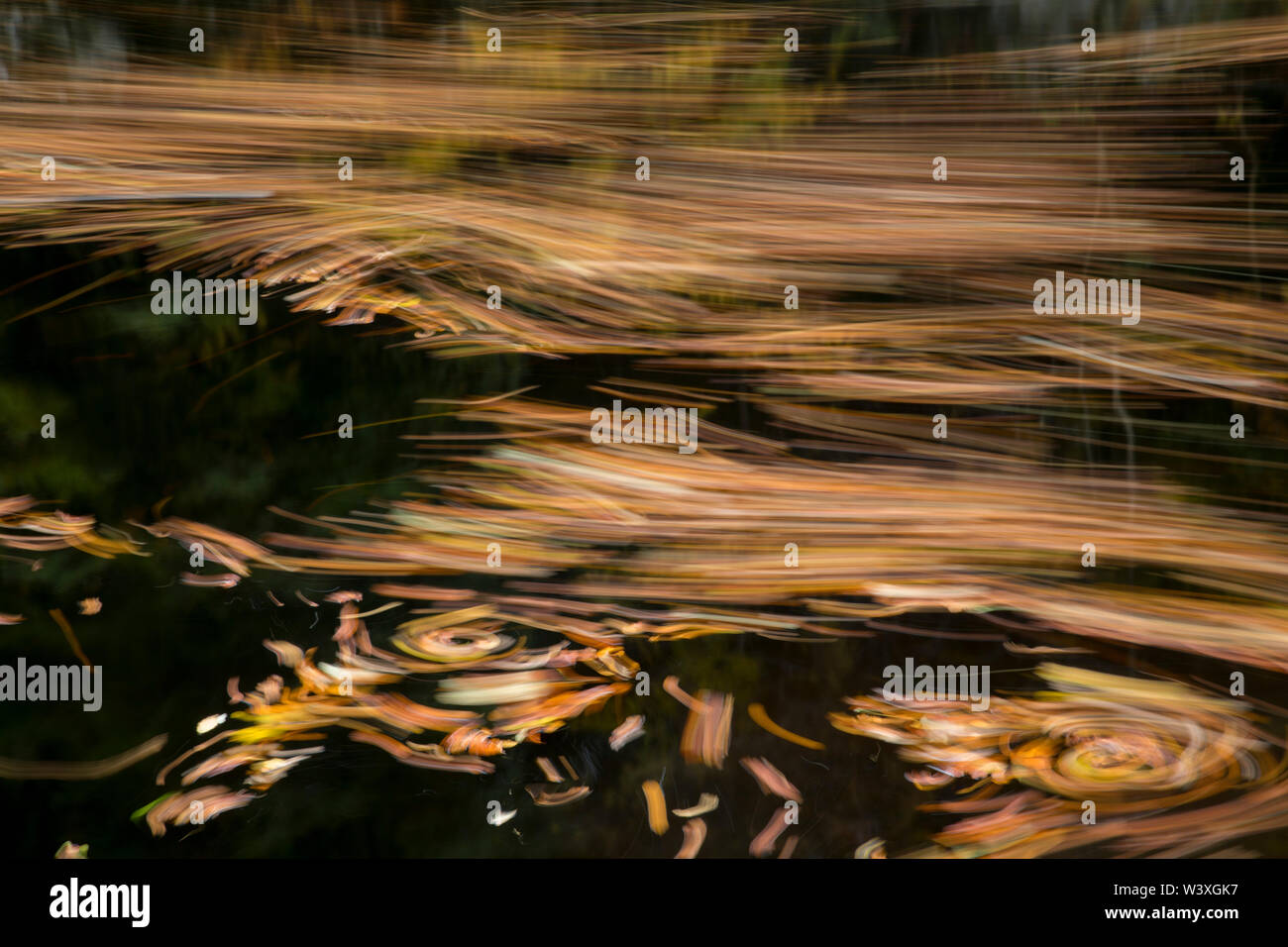 Pitlochry; foglie nel fiume Tummel; Scozia - UK Foto Stock