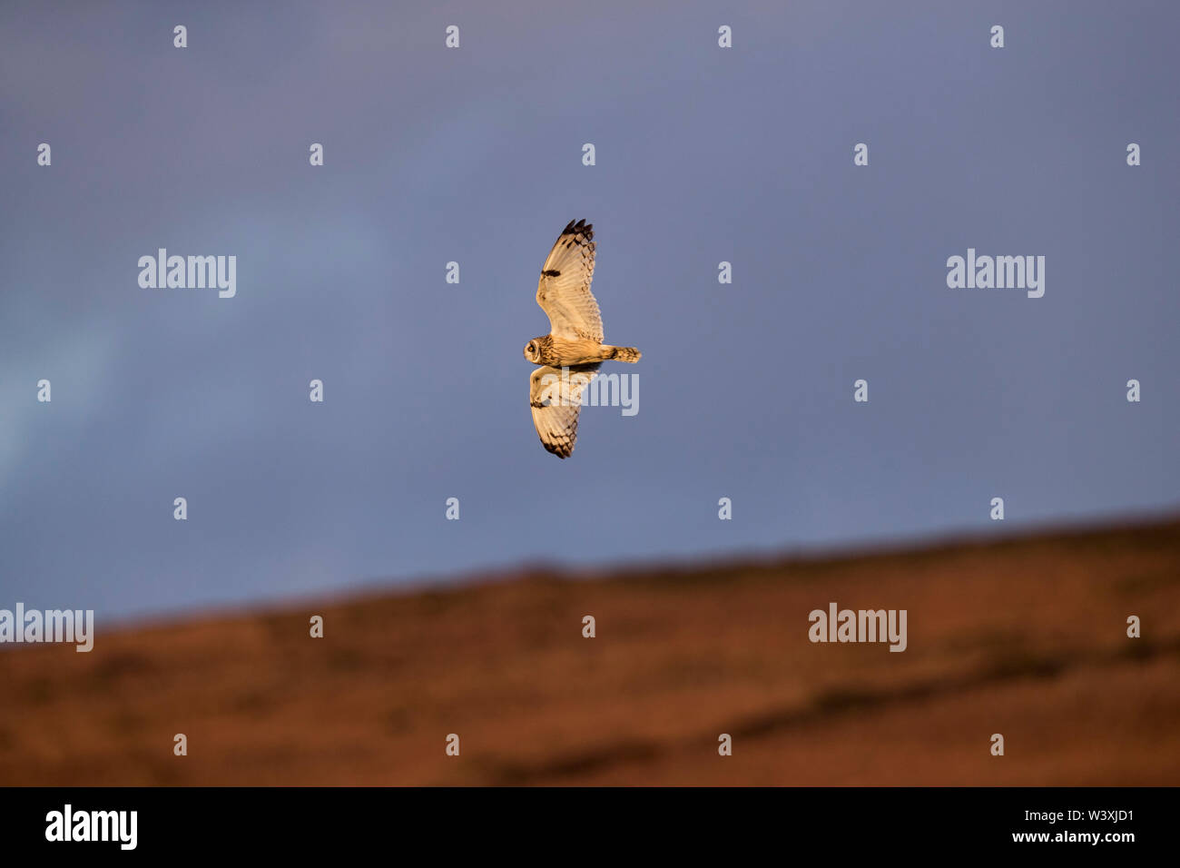 Breve Eared Owl; asio flammeus; in volo; Cornovaglia; Regno Unito Foto Stock