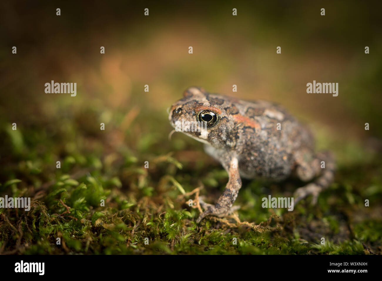 Guttural toad, Sclerophrys gutturalis, è una specie di rospo con una ampia distribuzione. Questo giovane toadlet è molto più piccola e più bella rispetto agli adulti. Foto Stock