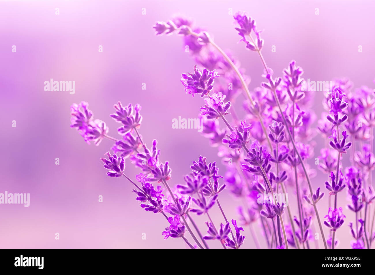 Lavanda in fiore nella luce del sole, i colori pastello e la sfocatura dello sfondo. Posto per il testo. Effetto luce soffusa. Foto Stock