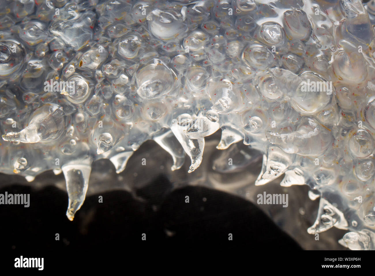 Un rullo di fuoco, Pyrosoma sp., raccolti in un campione mediante i biologi marini a bordo di ricerche oceanografiche crociera nel sud dell'Oceano Atlantico. Foto Stock
