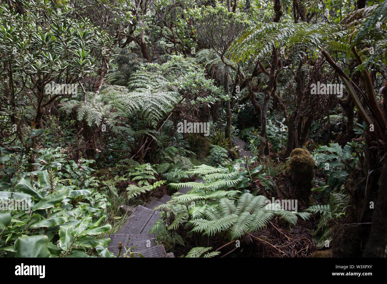 La paludosa Alakai Swamp Trail dispone di sezioni di pannello di legno a piedi per aiutare il turista avventuroso mantengono la loro basamento, Kokee State Park, Kauai, Hawaii Foto Stock