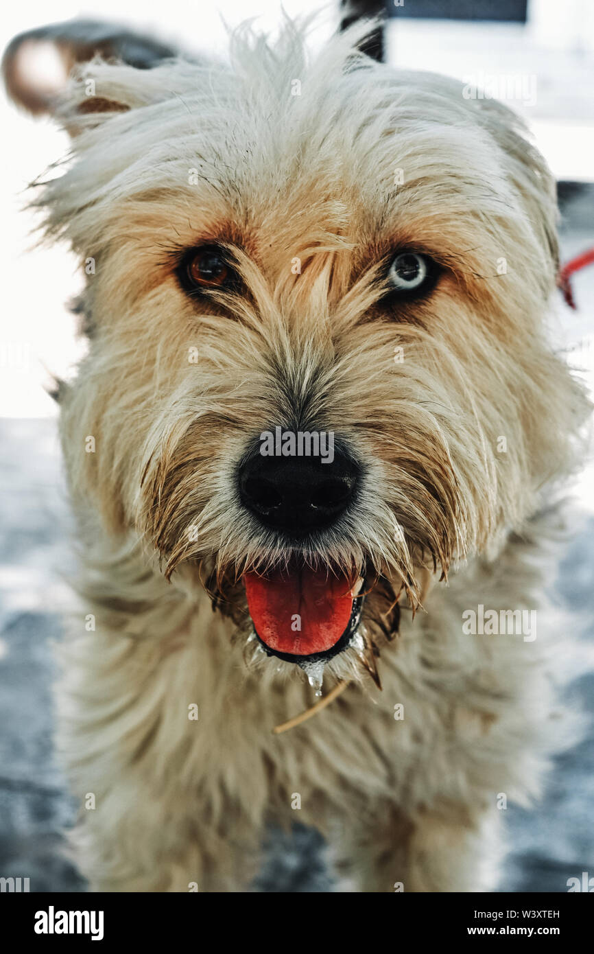 Blue & Brown Eyed Dog Foto Stock