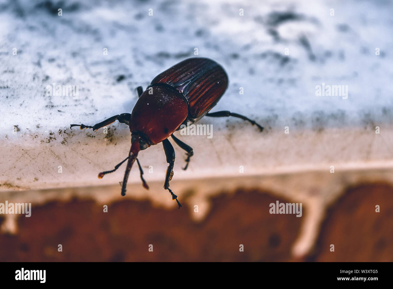 Rhynchophorus ferrugineus Foto Stock