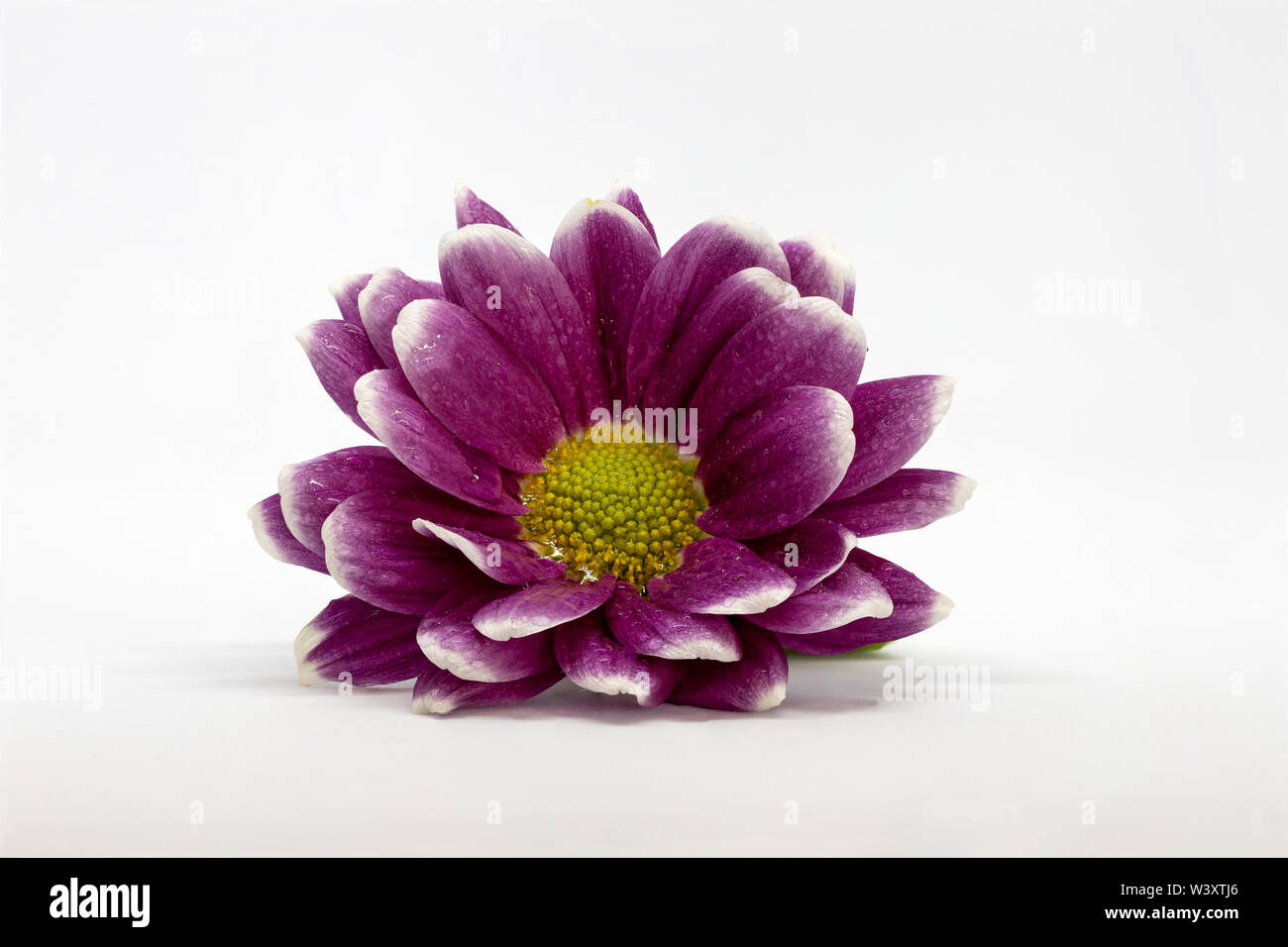 Focus impilati Gerbera fiore Germini isolato su uno sfondo bianco Foto Stock
