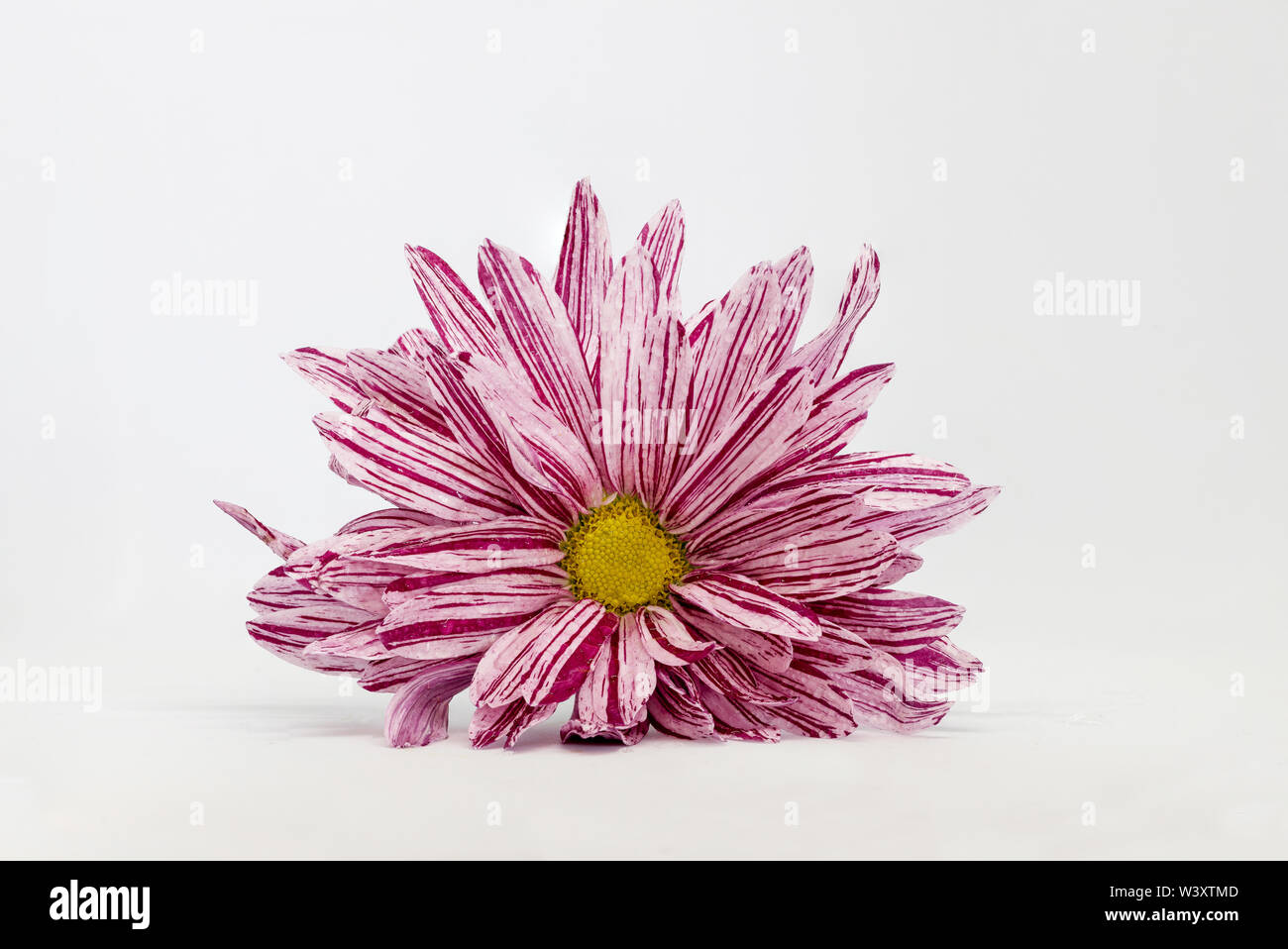 Focus impilati crisantemo fiore isolato su uno sfondo bianco Foto Stock