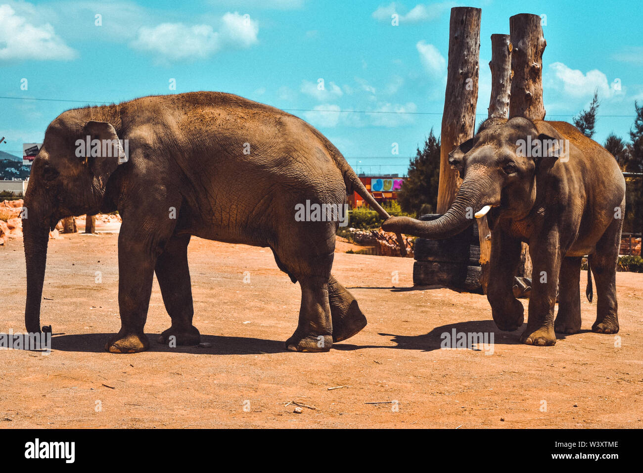 Giocoso elefanti Foto Stock