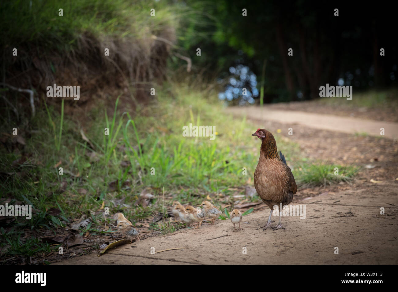 Kauai di polli selvatici sono discendenti di jungle fowl, Gallus gallus, portato alle isole da coloni polinesiano. Questi visto in Kokee State Park Foto Stock