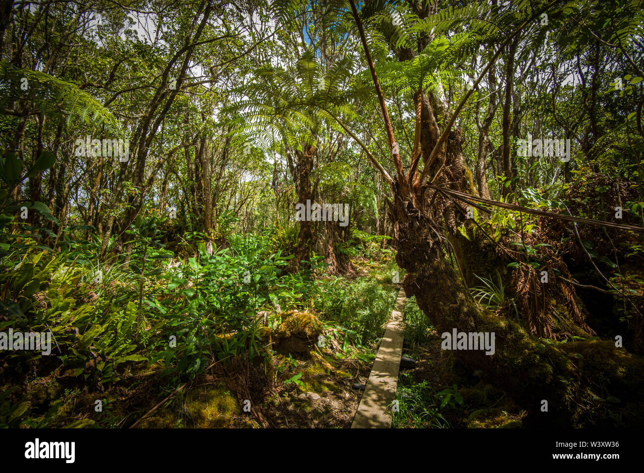 Il bagnato, paludosa Alakai Swamp Trail offre molte sezioni di pannello di legno a piedi per aiutare il turista avventuroso mantenere il loro piede nell'Kokee State Park Foto Stock