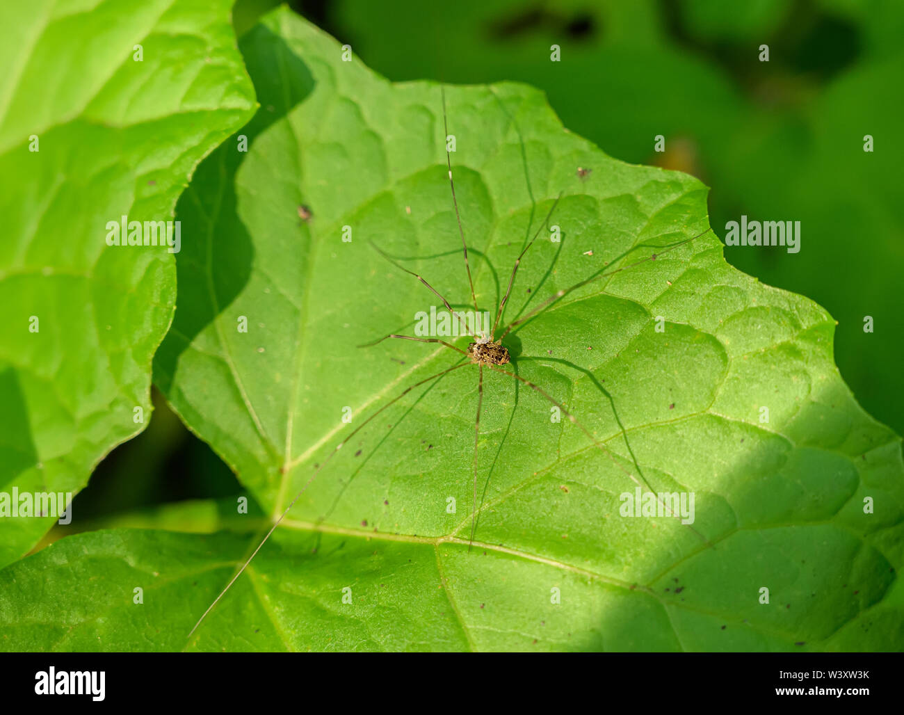Opiliones o harvestmen ragno in foglia verde. Foto Stock