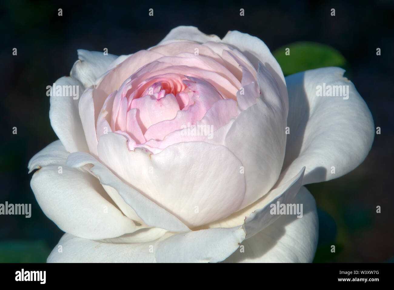 Sydney Australia, pallido rosa rosa fiore in autunno sunshine Foto Stock