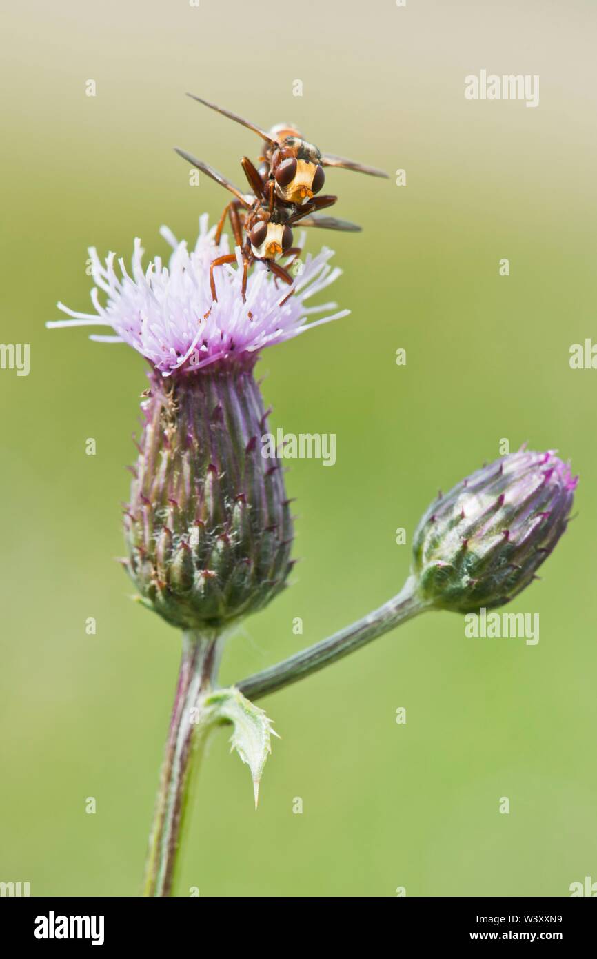 Sicus ferrugineus (Sicus ferrugineus), accoppiamento, Emsland, Bassa Sassonia, Germania Foto Stock