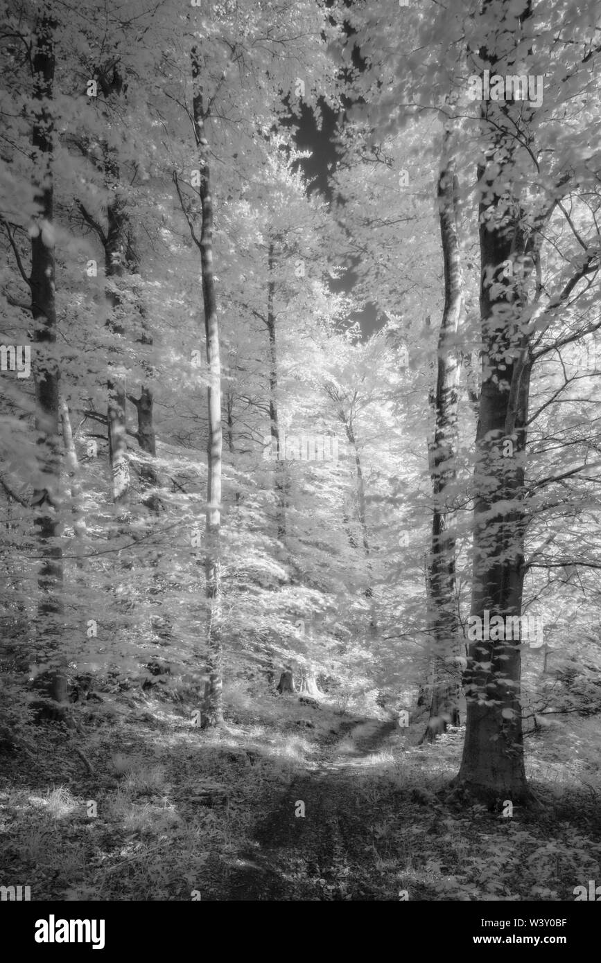 Un immagine a infrarossi di un bosco di faggio a Rowberrow Warren in Mendip Hills, Somerset, Inghilterra. Foto Stock