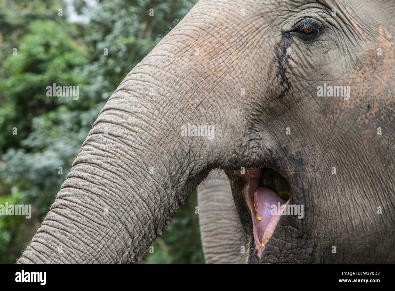 A bocca aperta elefante in Mae Wang, Chiang Mai, Thailandia. Foto Stock
