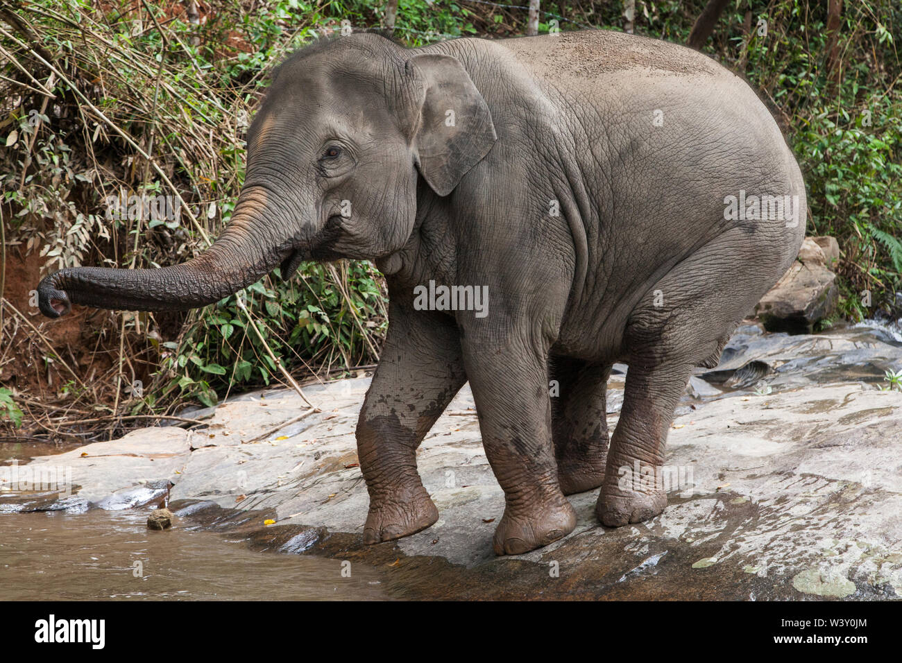 Elefante asiatico di entrare in acqua a Karen Riserva di elefante, Mae Wang, Chiang Mai, Thailandia. Foto Stock