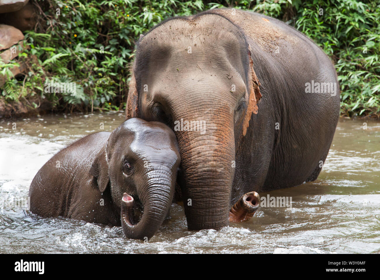 La madre e il bambino elefante balneazione nel fiume, Mae Wang, Chiang Mai, Thailandia. Foto Stock