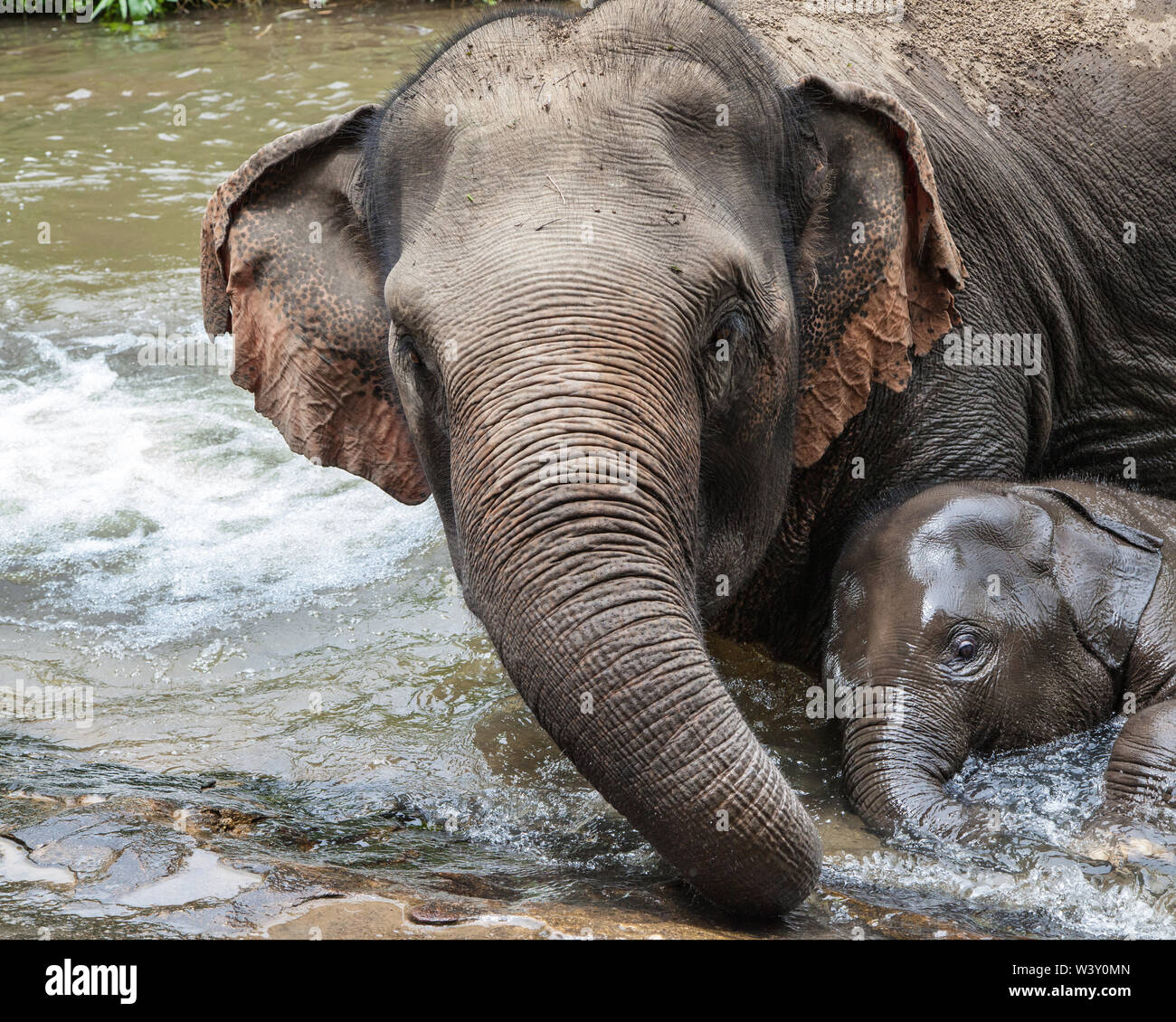 Madre elephant di balneazione con il suo bambino, Mae Wang, Chiang Mai, Thailandia. Foto Stock