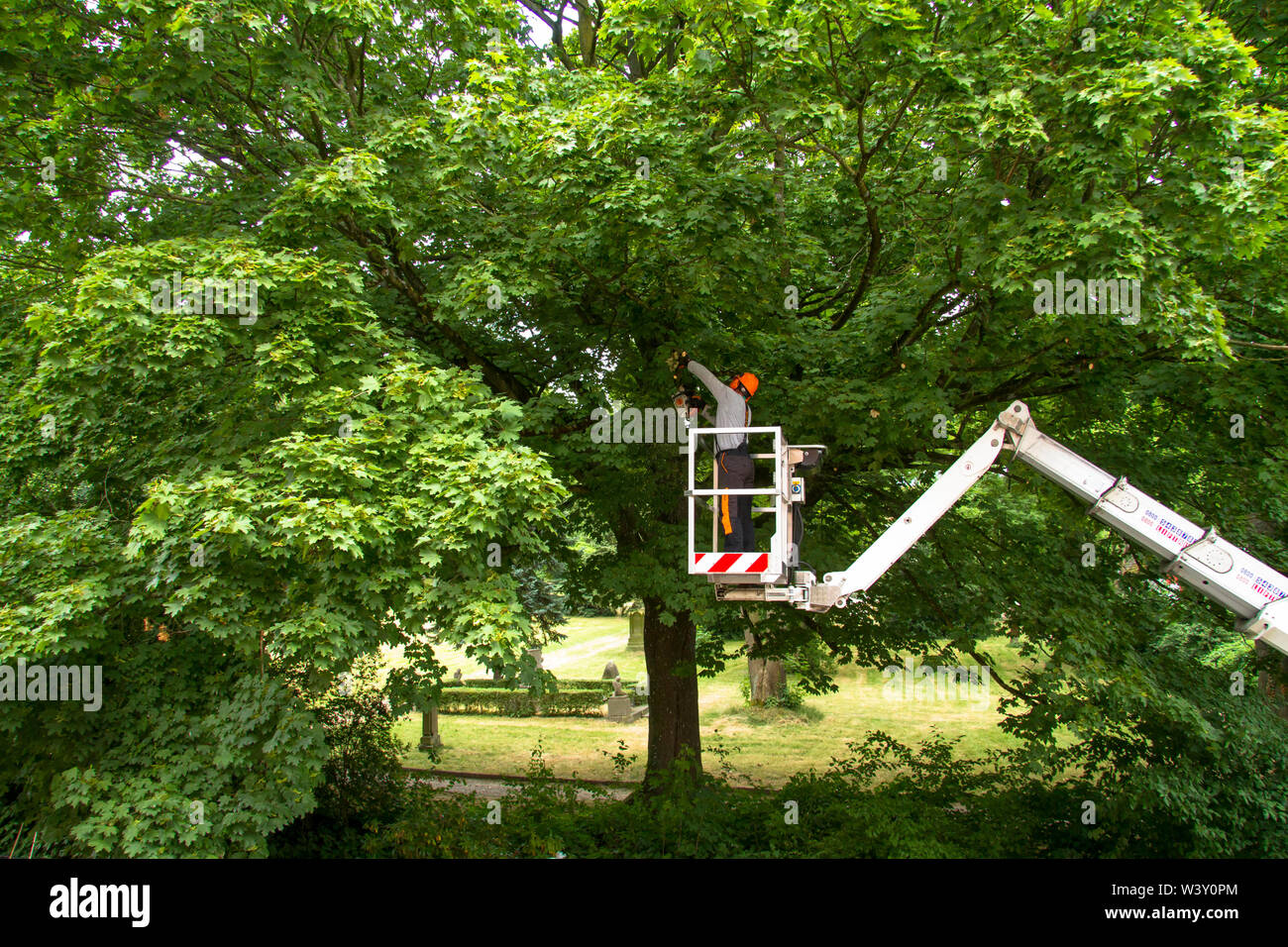 Tree care service su un acero in Wetter an der Ruhr, Germania. Un Baumpflegearbeiten einem Ahorn in Wetter an der Ruhr, Deutschland. Foto Stock