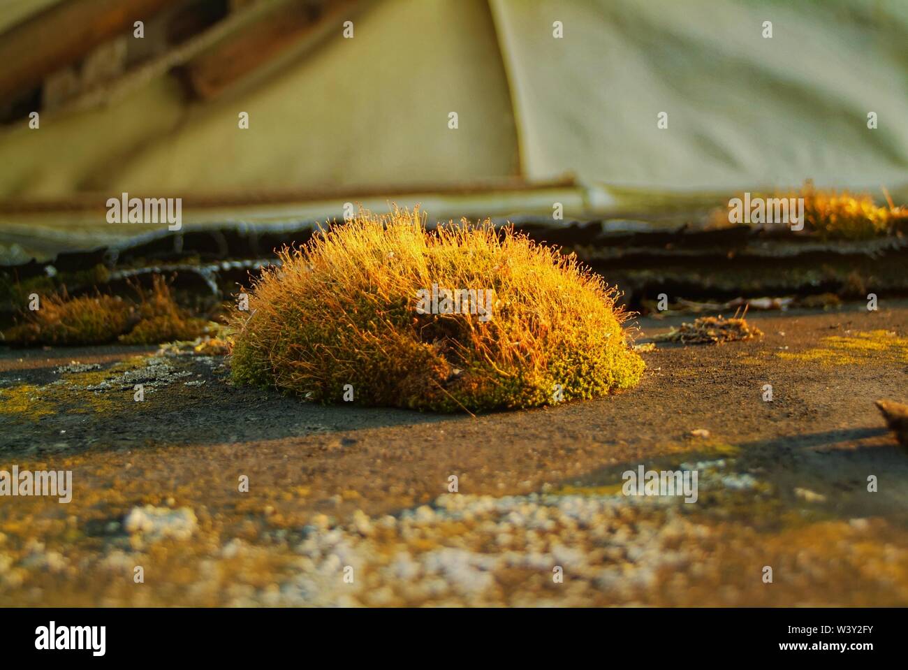 Moss sul tetto di una casa di campagna , Russia Foto Stock