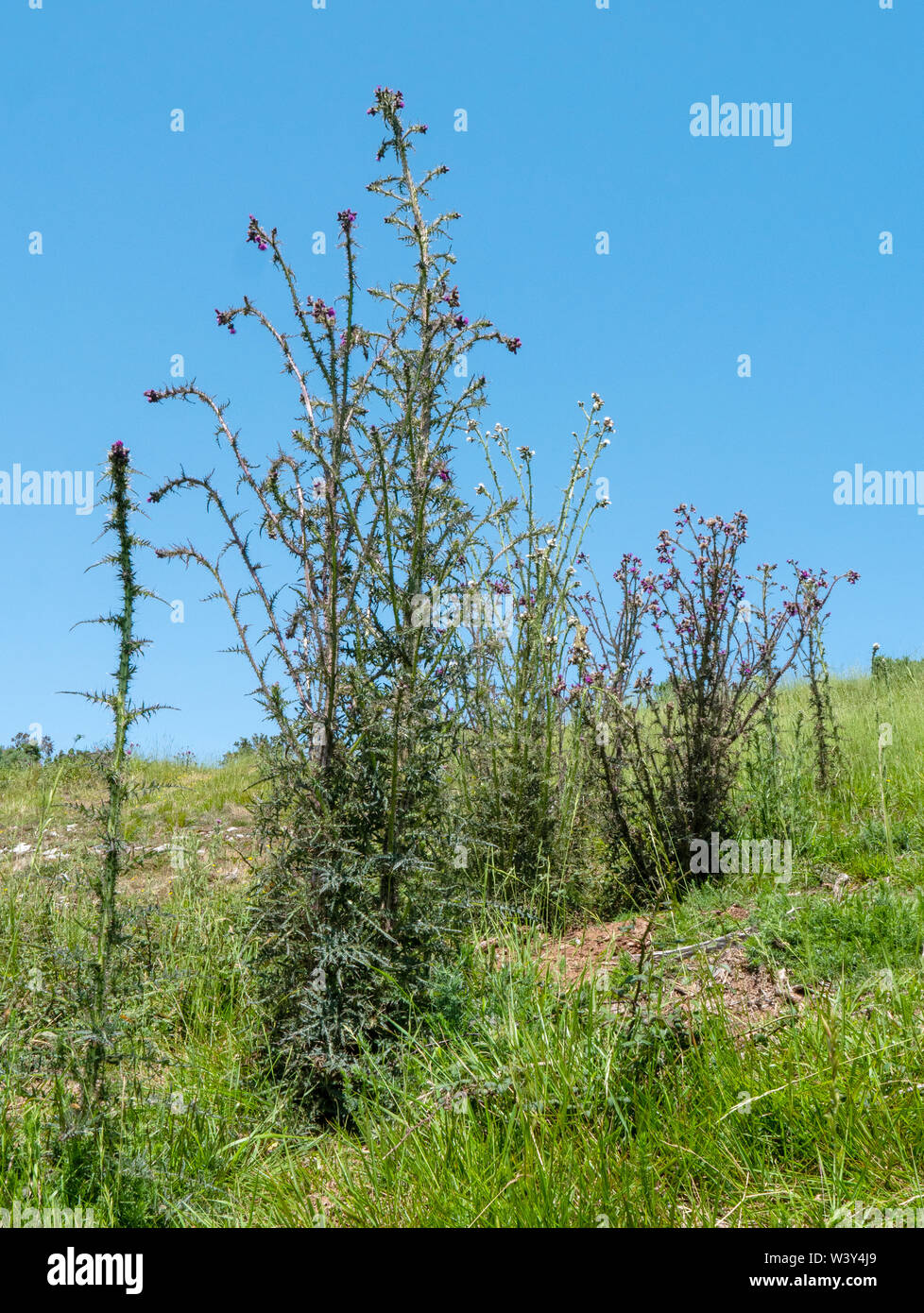 Due metri di altezza delle piante di palude thistle Cirsium palustre colonizzando disturbati suolo calcare di un coniglio warren su Mendip Hills Somerset REGNO UNITO Foto Stock