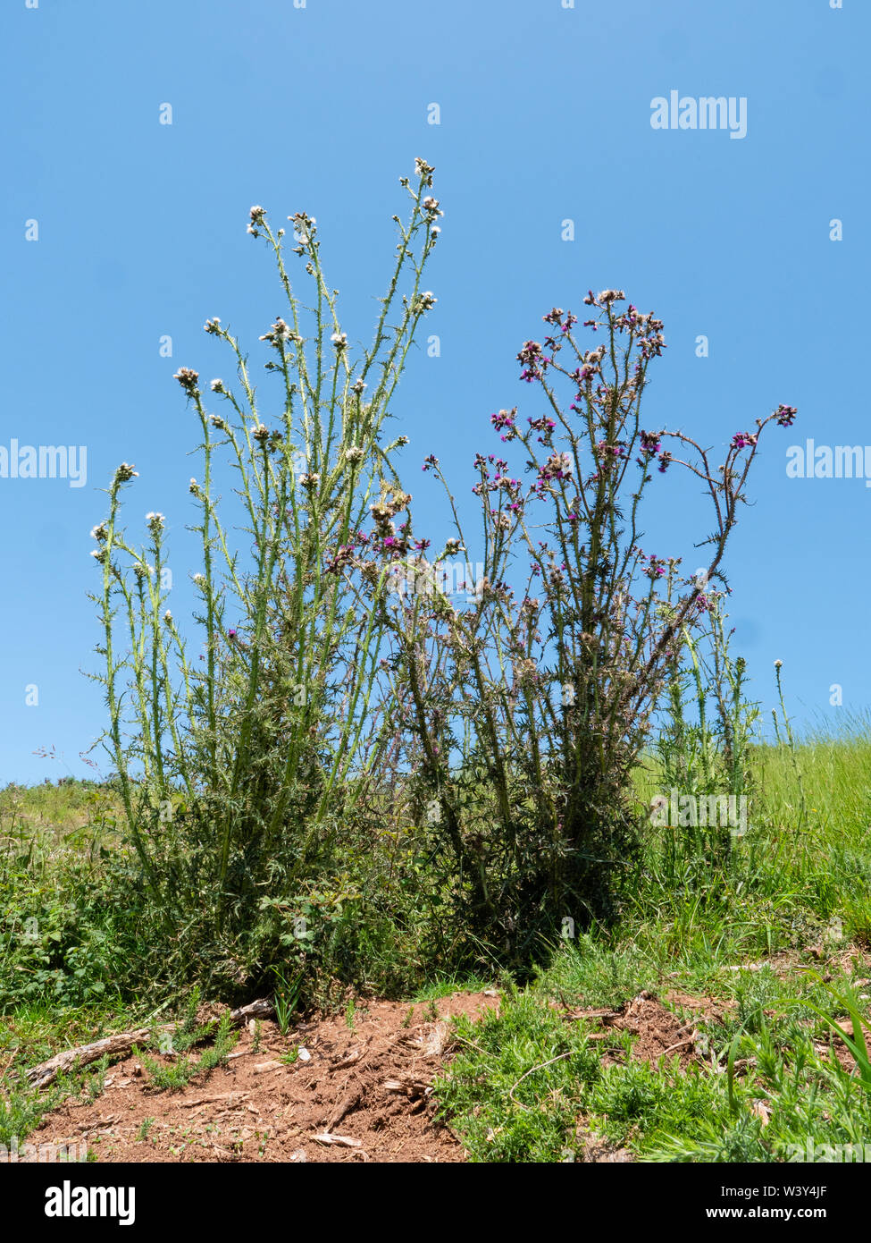 Due metri di altezza delle piante di palude thistle Cirsium palustre colonizzando disturbati suolo calcare di un coniglio warren su Mendip Hills Somerset REGNO UNITO Foto Stock