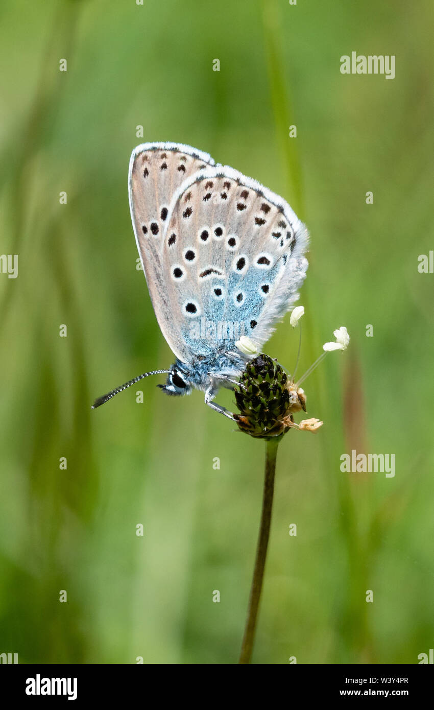 Grandi blue butterfly Maculinea arion mostra underwings quando a riposo - Collard Hill nelle colline Polden Somerset REGNO UNITO Foto Stock