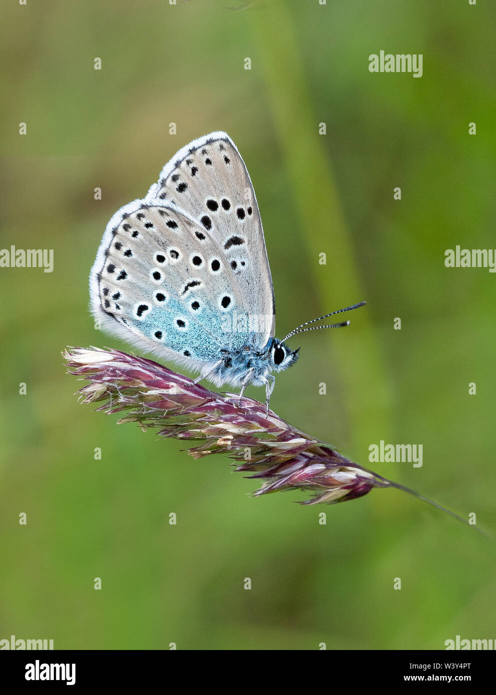 Grandi blue butterfly Maculinea arion mostra underwings quando a riposo - Collard Hill nelle colline Polden Somerset REGNO UNITO Foto Stock
