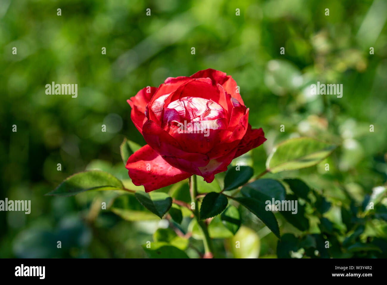 Einzelne rote Rose , unico red rose Foto Stock