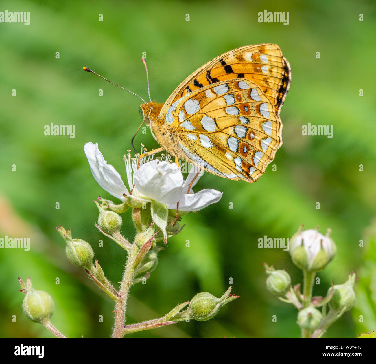 Alta brown fritillary Argynnis adippe sul rovo a Heddon Valley in North Devon Coast UK che mostra caratteristiche di inanellare russet spot su hindwing Foto Stock