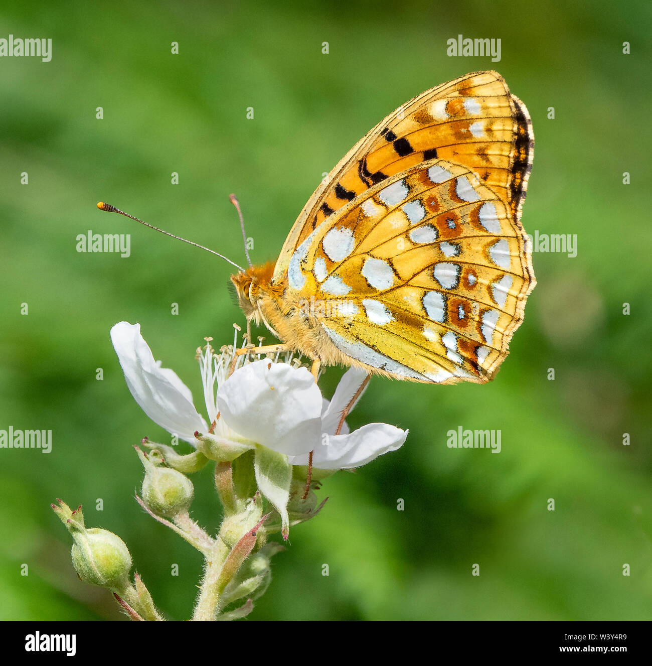Alta brown fritillary Argynnis adippe sul rovo a Heddon Valley in North Devon Coast UK che mostra caratteristiche di inanellare russet spot su hindwing Foto Stock