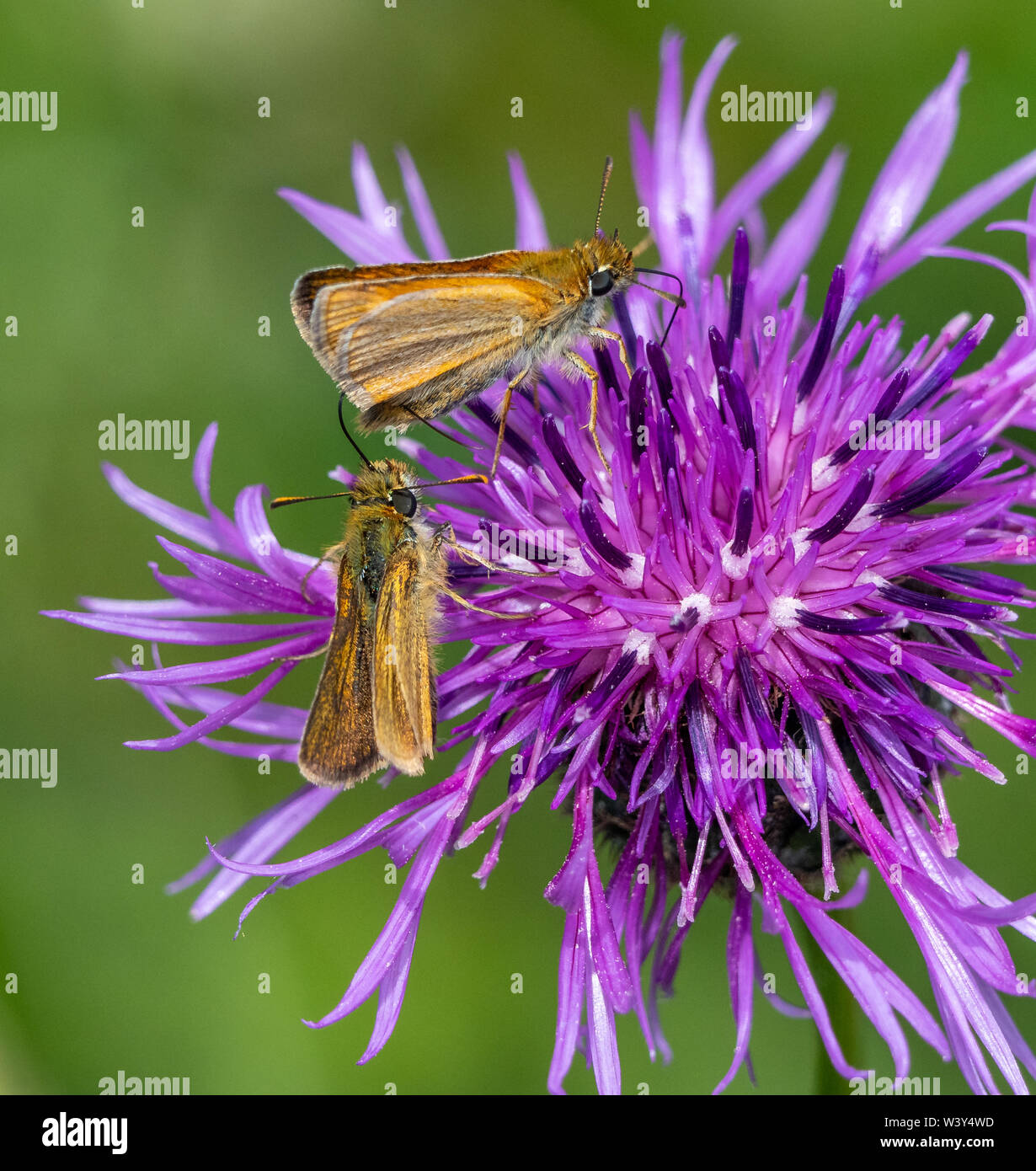 Lulworth skipper Thymelicus acteon alimentando il fiordaliso maggiore sull'isola di Portland Dorset Regno Unito Foto Stock