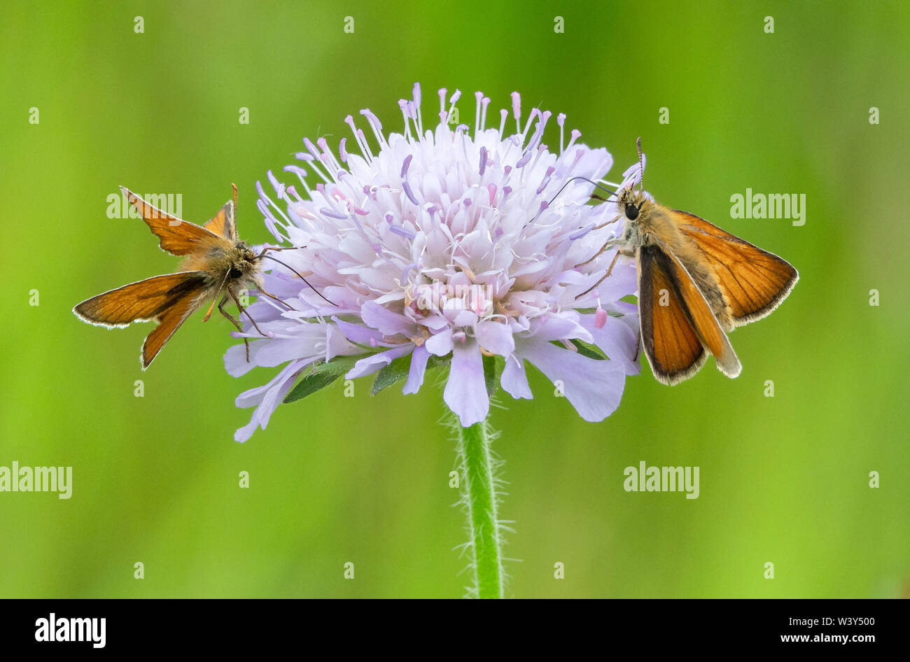 Maschio e femmina skipper di piccole farfalle Thymelicus sylvestris avanzamento sul campo scabious in un prato fiorito nel WILTSHIRE REGNO UNITO Foto Stock