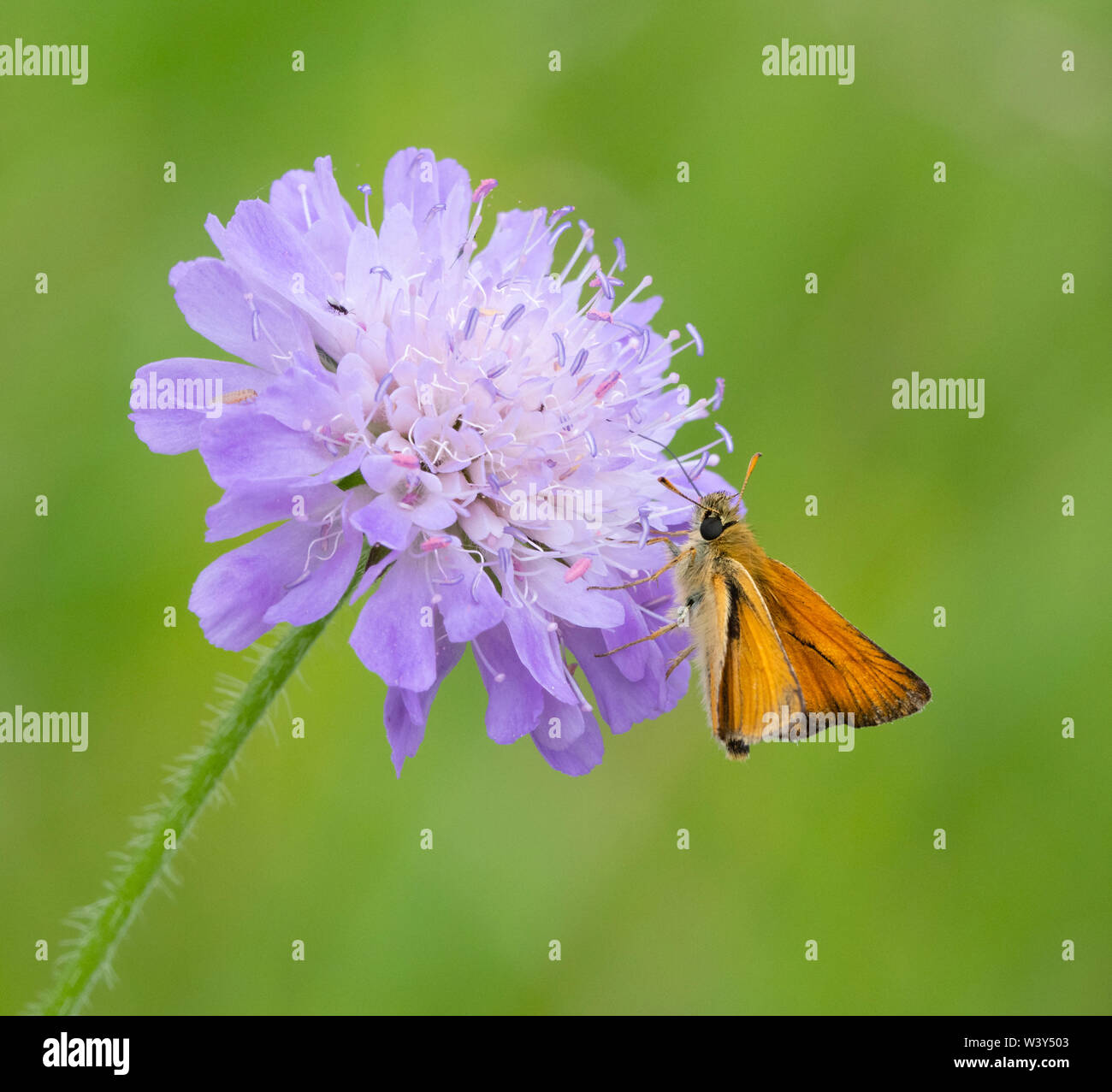 Piccola skipper butterfly Thymelicus sylvestris avanzamento sul campo scabious in un prato fiorito nel WILTSHIRE REGNO UNITO Foto Stock