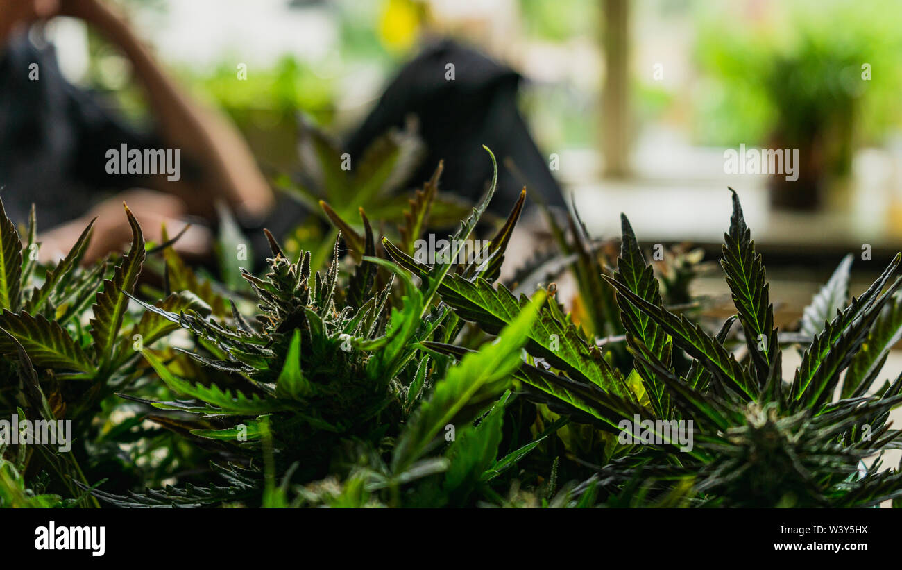 Northern lights ceppo di cannabis harvest close up con persona in background Foto Stock Northern lights ceppo di cannabis harvest close up con persona in background Foto Stock